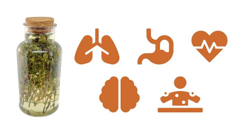 Tymiánový macerát s medem